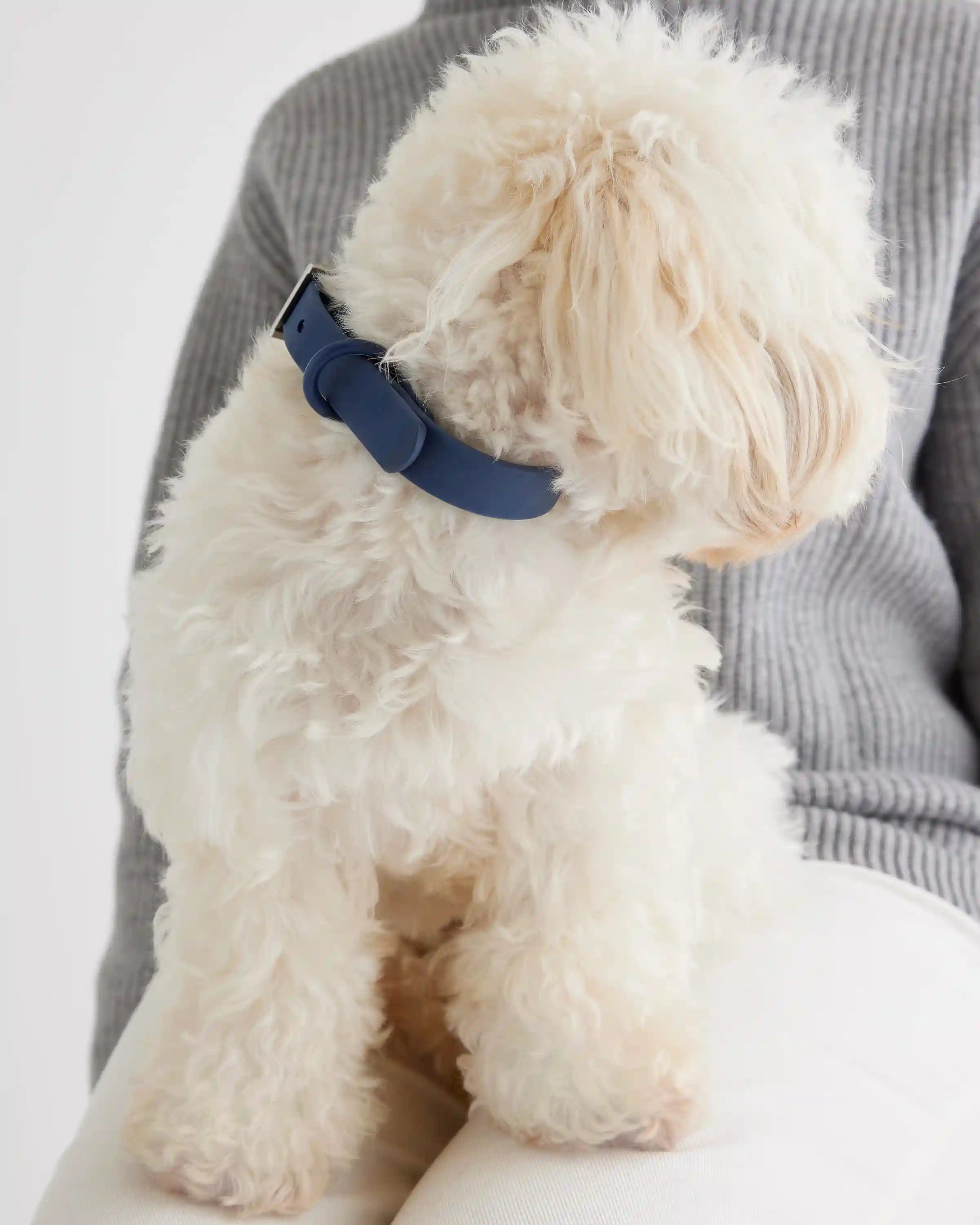 Dog Collar Walk Kit