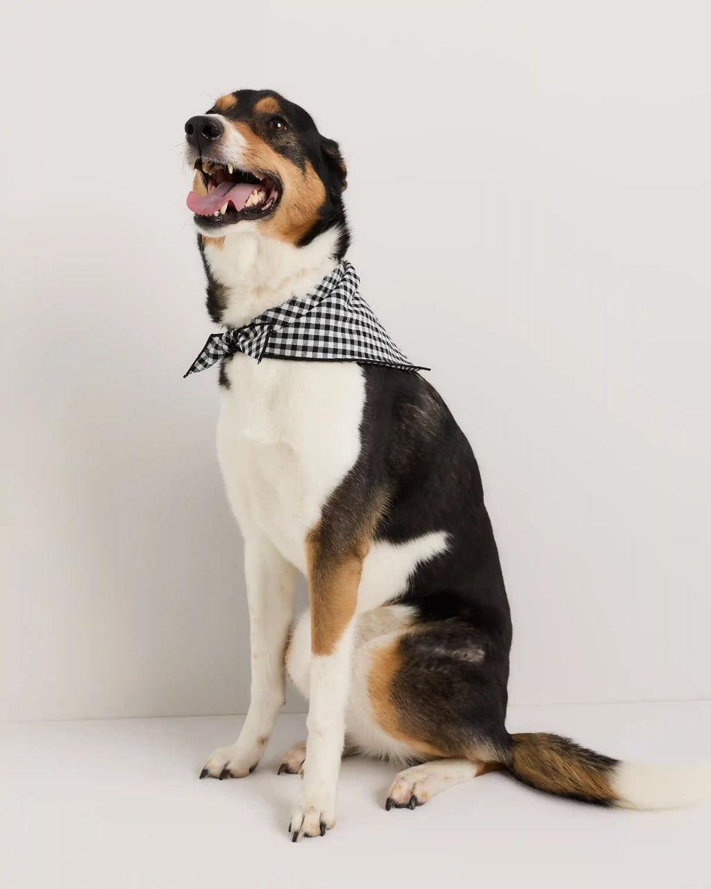 100% Cotton Pet Bandana (3-pack)