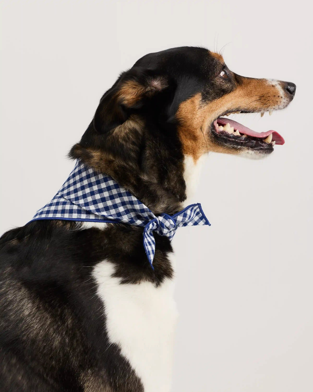 100% Cotton Pet Bandana (3-pack)