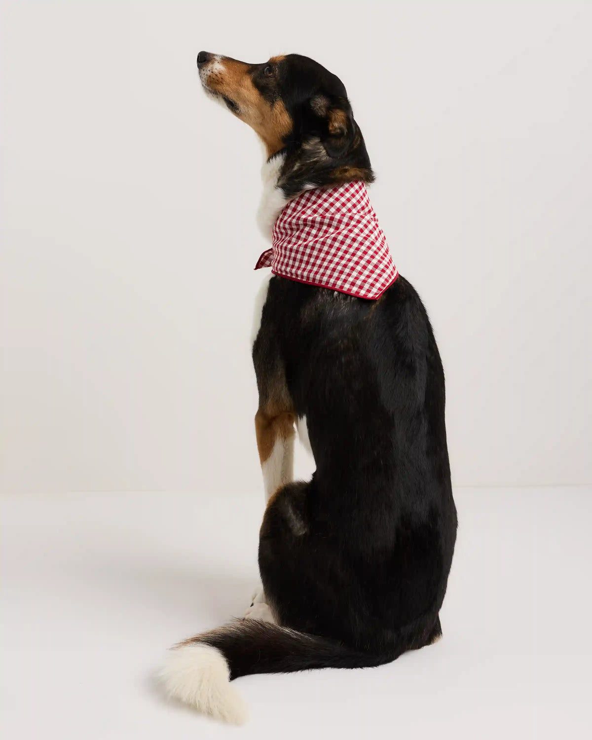 100% Cotton Pet Bandana (3-pack)
