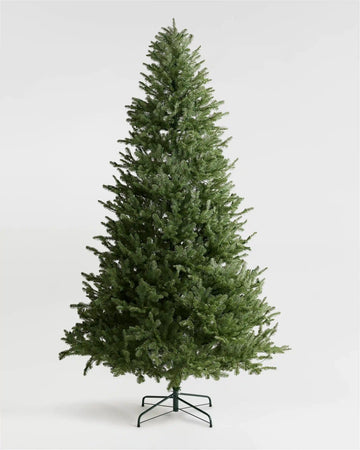 Fraser Fir Christmas Tree: Unlit
